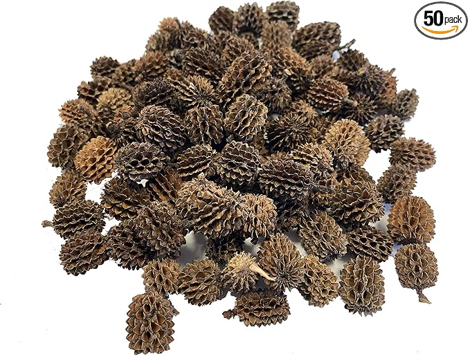 Awesome Aquatic 50 Casuarina Cones, Blackwater, Betta Shrimp Habitat | Larger than Alder Botanicals Natural tannins Blackwater habitat Leaf litter Longer lasting biofilm Natural décor Easy to use