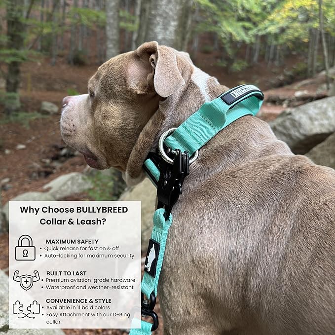 Heavy Duty Dog Collar, Tactical Dog Collar, Dog Collars for Medium Dogs, Waterproof Dog Collar, Dog Training Collar, Quick-Release Metal Buckle, Adjustable Sizes – BULLYBREED (Aquamarine, Medium)