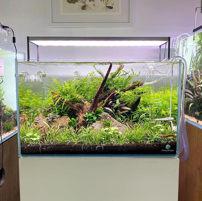 Azil spiderwood Natural Aquarium