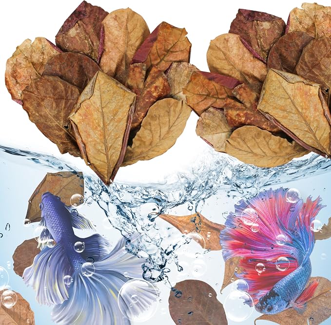 Large Catappa for Fish, Indian Almond Leaves, 5-8 Inch, 250g,100 Pcs | Balance aquarium water.Ideal water conditioner for betta fish and shrimp.Decorative landscaping in fish tanks