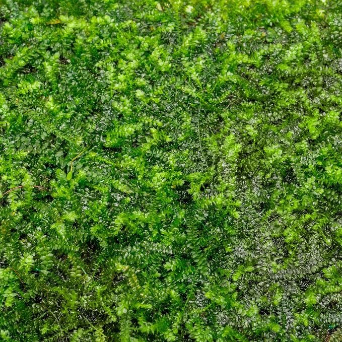 Live Aquarium Plants on Driftwood, Lava Rock, Moss, Fiber Mat - Freshwater Fish Tanks - Easy, Beginner Friendly (Mini Christmas Moss on Stainless Steel, 3 Pack)