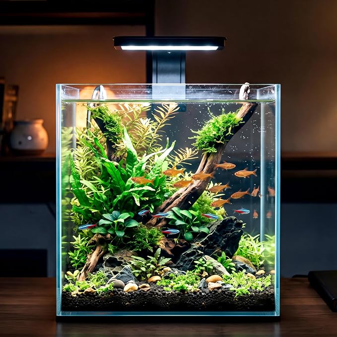 Cirrsondy 3.17 Gallon Glass Fish Tank, Low Maintenance Small Aquarium for Betta Fish, Snails, Shrimp & Aquatic Plants