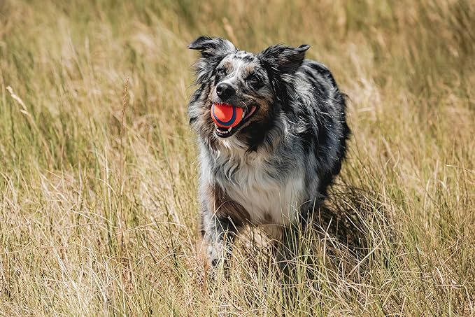 Chuckit! Ultra Ball Dog Toy - Medium Bouncy Fetch Balls for Dogs 20-60 lbs - Made from Durable Rubber - Floating Water Pet Toys - Size Medium - 2.5-inch Diameter, 2 Count, (Pack of 6)