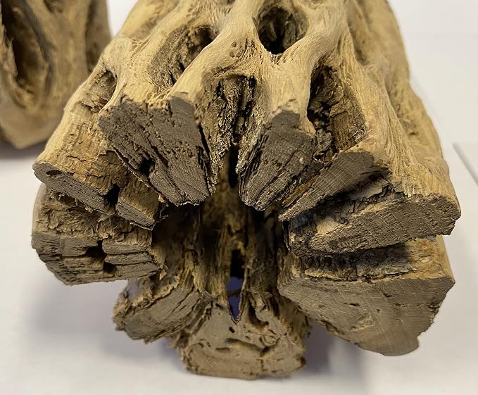 Awesome Aquatic 6 in x 2-3” Thick XL Teddy Bear/Chain Fruit/Buckhorn/Staghorn Cholla Wood Hollow Tube Wood Cactus Skeleton Tubes Thick/Diameter (6 in x 2-3 in Diameter) | XL Hideouts • Hollow tubes • Natural biofilm surface • Secure hideouts • Shrimp p...