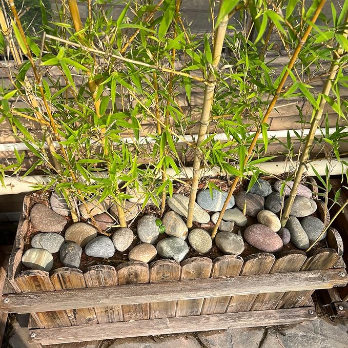 FANTIAN 40 lbs River Rocks for Landscaping, 2-3 Inch Garden Rocks Pebbles | Large Rocks Decorative Stones for Landscaping, Painting, Aquarium, Fish Tank, Plants, Crafting, Walkways, Outdoor