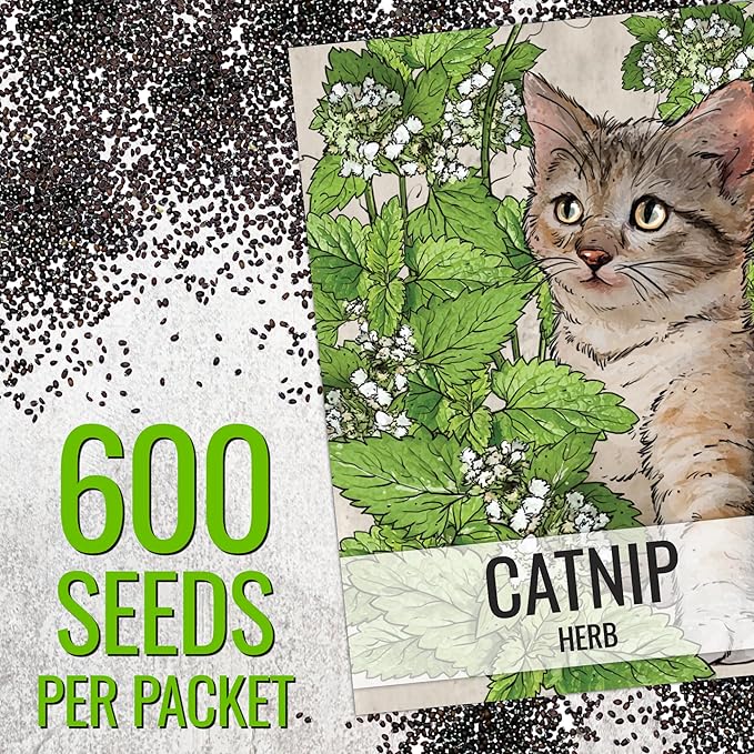 Seed Needs Catnip Seeds for Planting Nepeta cataria - Non-GMO Heirloom & Untreated Herb Seed to Plant & Grow an Outdoor Home Grown Garden (5 Packs)