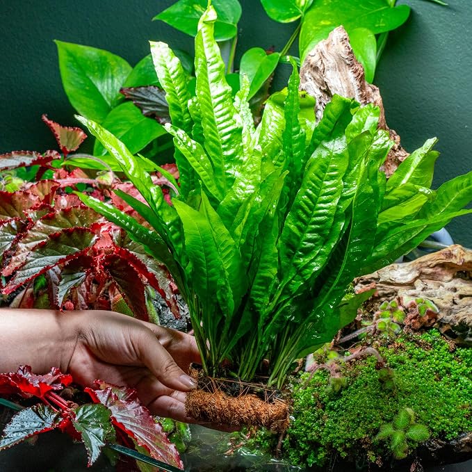 Live Aquarium Plants on Driftwood, Lava Rock, Moss, Fiber Mat - Freshwater Fish Tanks - Easy, Beginner Friendly (Java Fern, Fiber Mat (Large))
