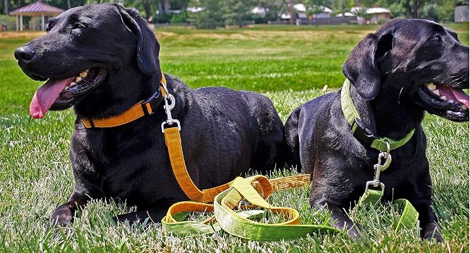 Hemp Corduroy Dog Collar - No Pattern (1/2" Small, Plum)
