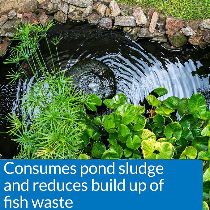 API POND-ZYME SLUDGE DESTROYER (8 oz) Pond Cleaner with Natural Pond Bacteria - Up to 8,000 Gallons - Reduces Fish Waste Buildup - Consumes Muck & Sludge - Spring Start Up & Regular Care