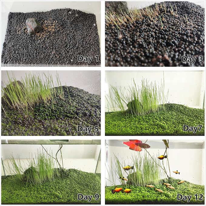 4 in 1 Aquarium Plant S.e.e.ds, no Artificial Plastic Plant, Live Grass for Fish Tank, fit All Substrate (0.36ozTiny+0.36oz Long+0.36oz Short+0.36oz Big Dual) ZQV-003