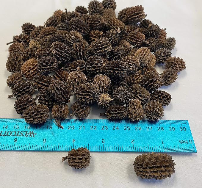Awesome Aquatic 50 Casuarina Cones, Blackwater, Betta Shrimp Habitat | Larger than Alder Botanicals Natural tannins Blackwater habitat Leaf litter Longer lasting biofilm Natural décor Easy to use