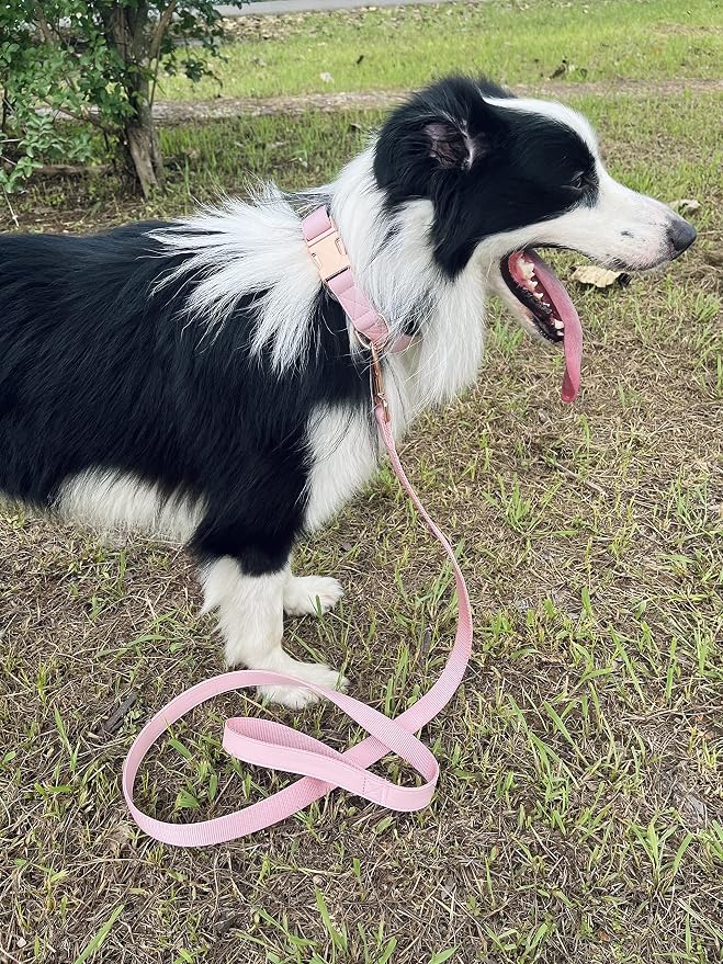 Dog Collar and Leash Set.Soft and Easy to Clean Vegan Leather with Rose Gold Metal Buckle for Small Medium Large Dogs (Pink, M(13.8"-19.7"))